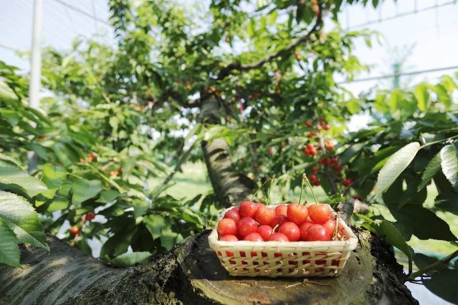 yamagata-cherry-season