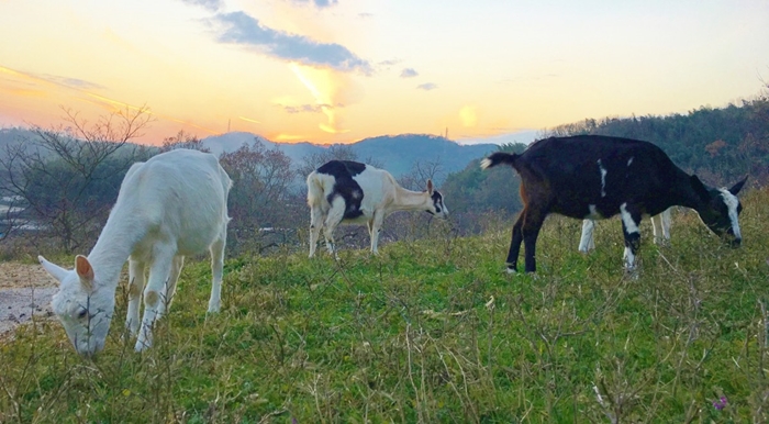 Rural Caprine農場