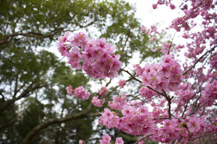 川津來宮神社_杉桙別命神社_鳥精進酒精進_習俗