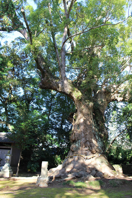 川津來宮神社_千年樹齡的大樟樹_クスの木