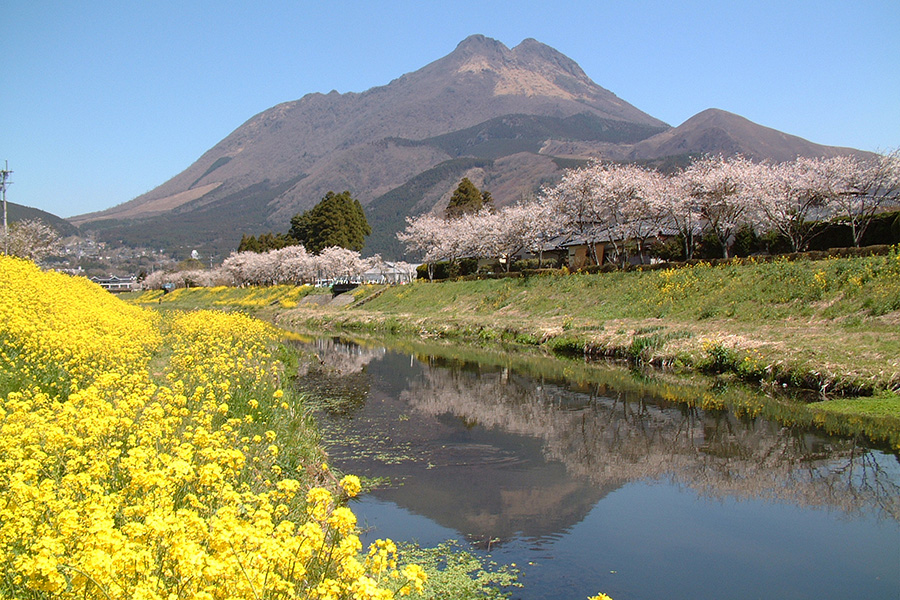 由布院・大分川沿いの桜並木