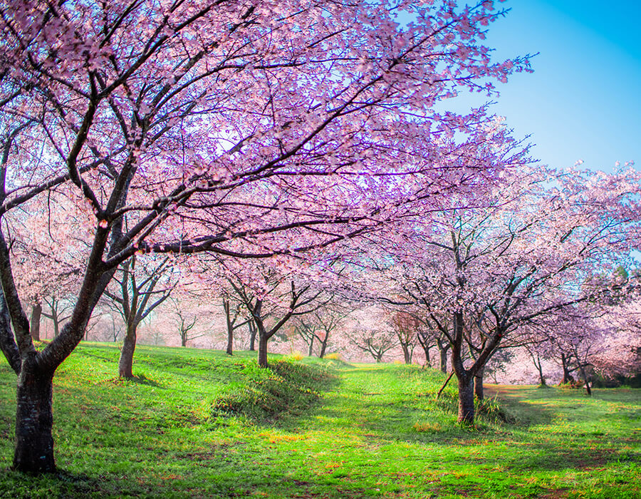 長湯温泉しだれ桜の里