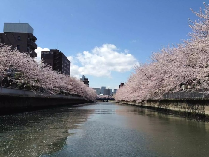大橫川櫻花迴廊賞花遊船