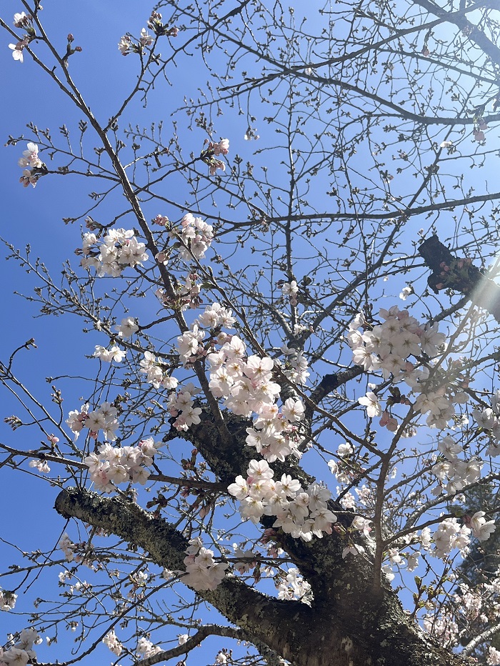 廣島櫻花