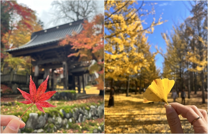 銀杏、楓葉