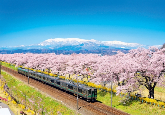 ซากุระและรถไฟที่ชิโรอิชิกาวะ