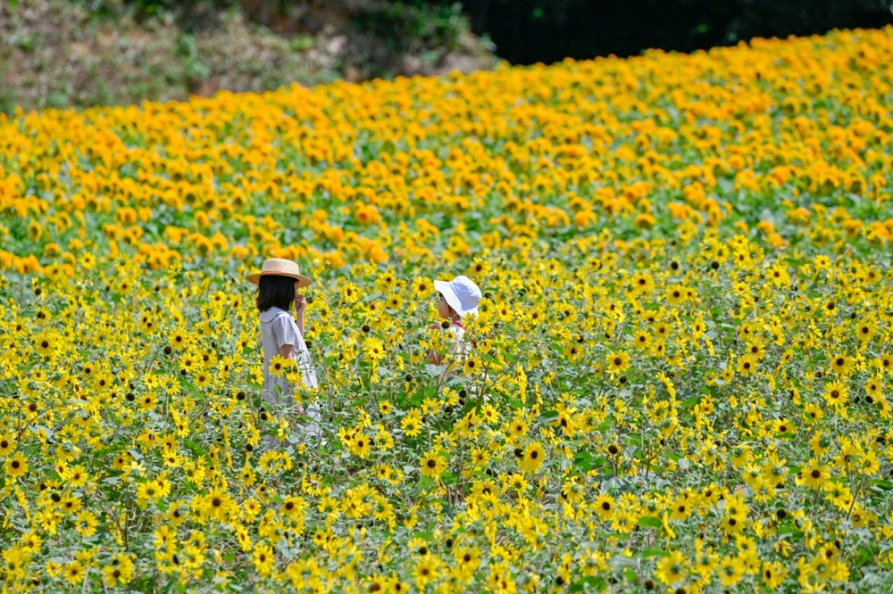世羅高原農場：向日葵花海