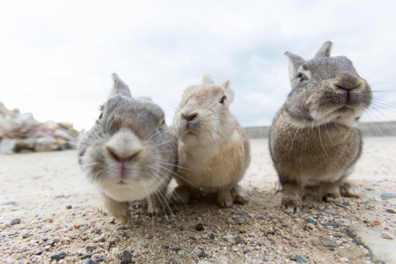 Friendly rabbits on Okunoshima
