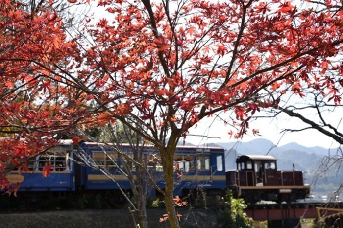 Minamiaso Railway foliage