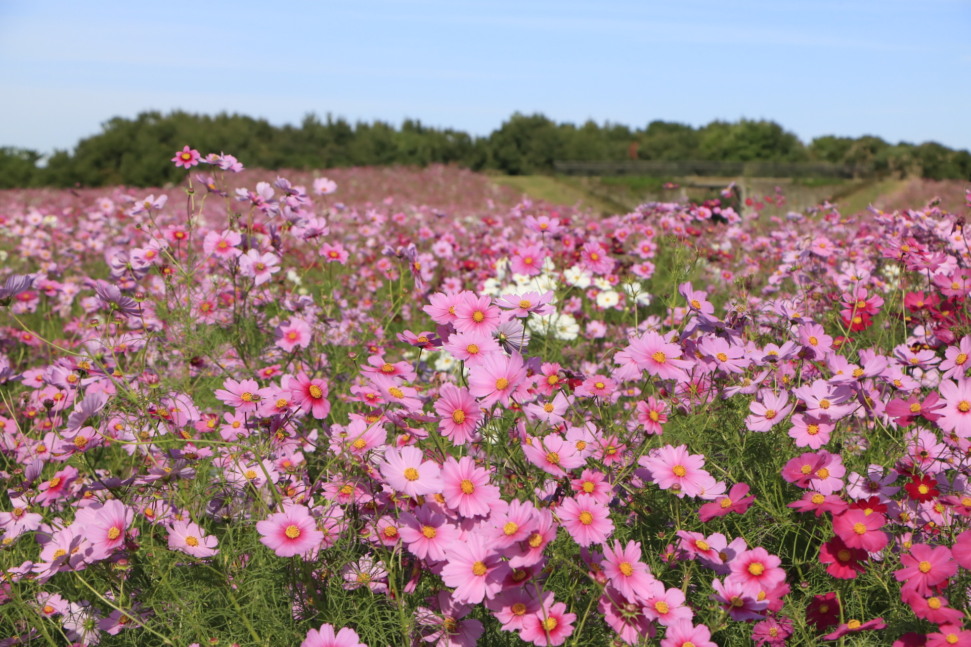 波斯菊花海